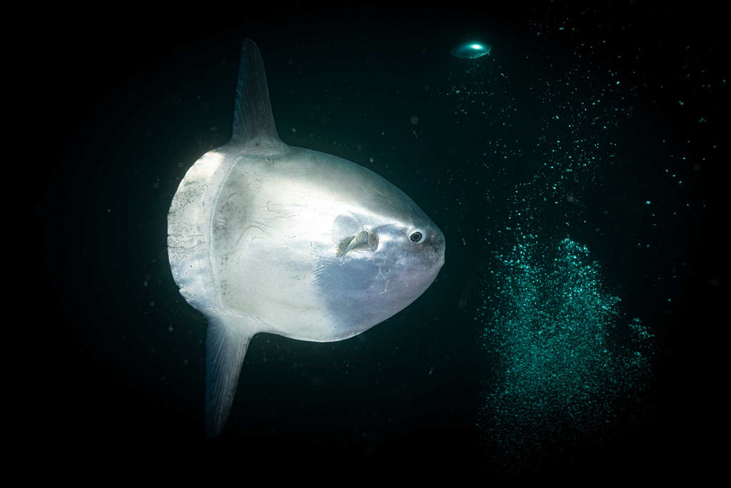 mola Mola off Catalina Island by Gary Burns Ikelite Housing Canon R5