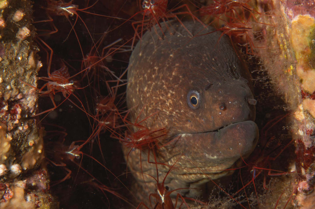 Eel underwater image before Topaz AI Sharpening copyright Gary Burns Ikelite