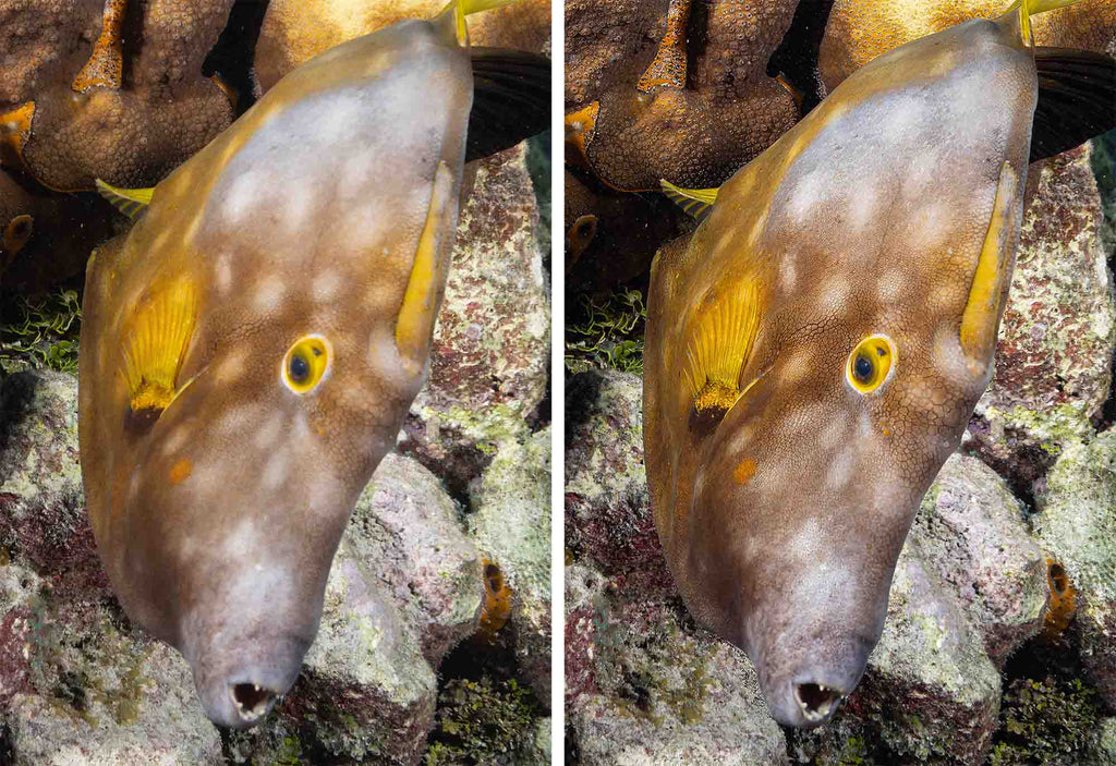 Filefish underwater photo before and after Topaz AI Sharpening copyright Gary Burns Ikelite