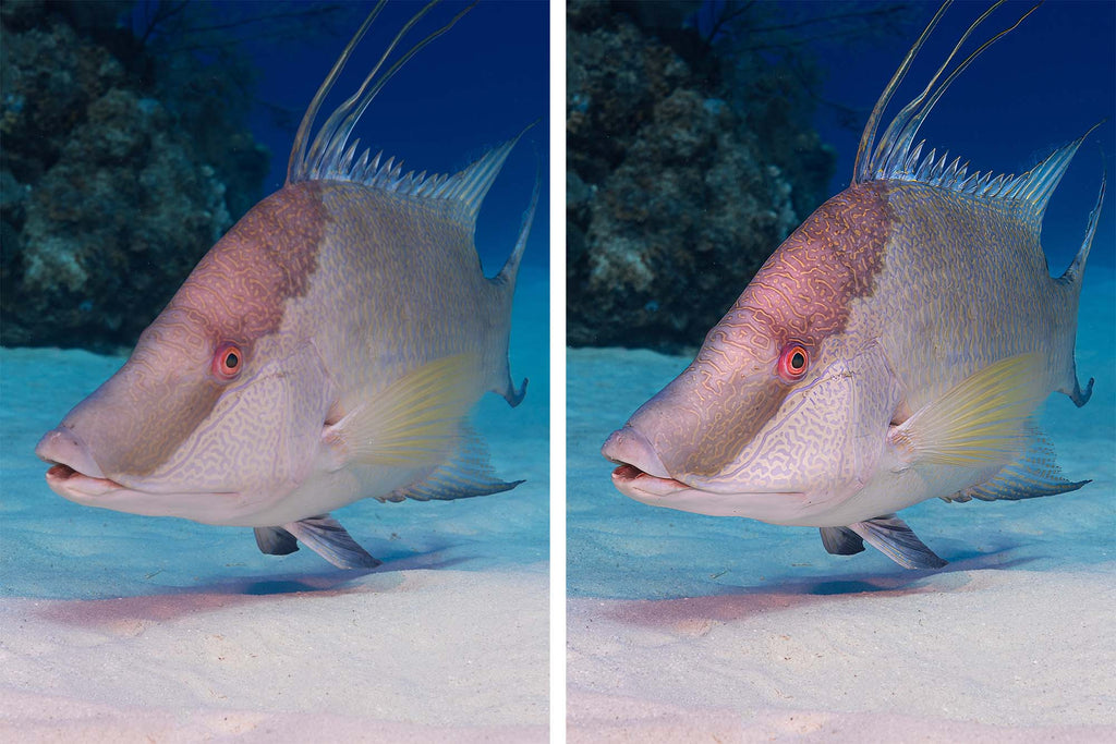 Hogfish underwater photo before and after Topaz AI Sharpening copyright Gary Burns Ikelite