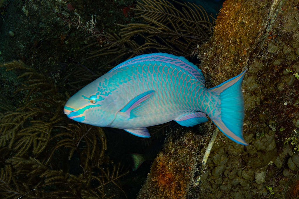 Parrotfish underwater photo before Topaz AI Sharpening Copyright Gary Burns Ikelite