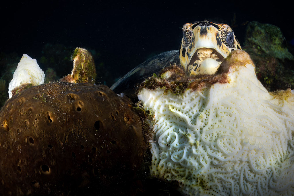 grand cayman hawksbill turtle image by gary burns taken with ikelite underwater housing and canon r5 camera
