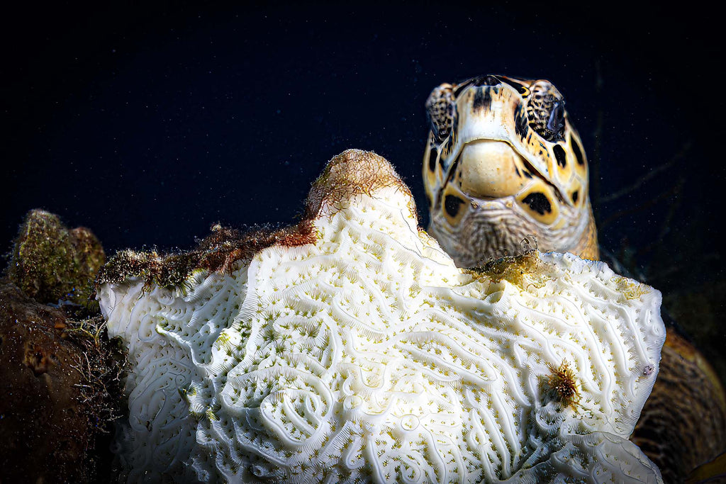 turtle breakfast buffet image by gary burns taken with ikelite underwater housing