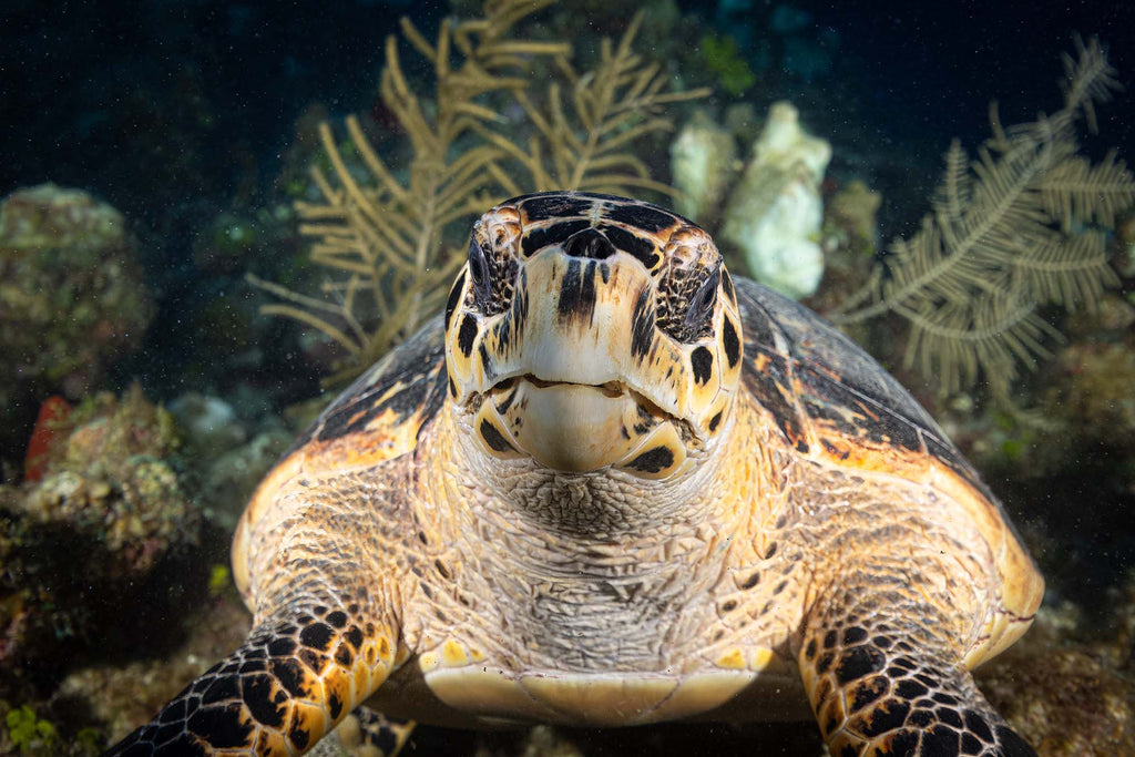 turtle photo by gary burns taken using the canon r5 camera inside an ikelite underwater housing