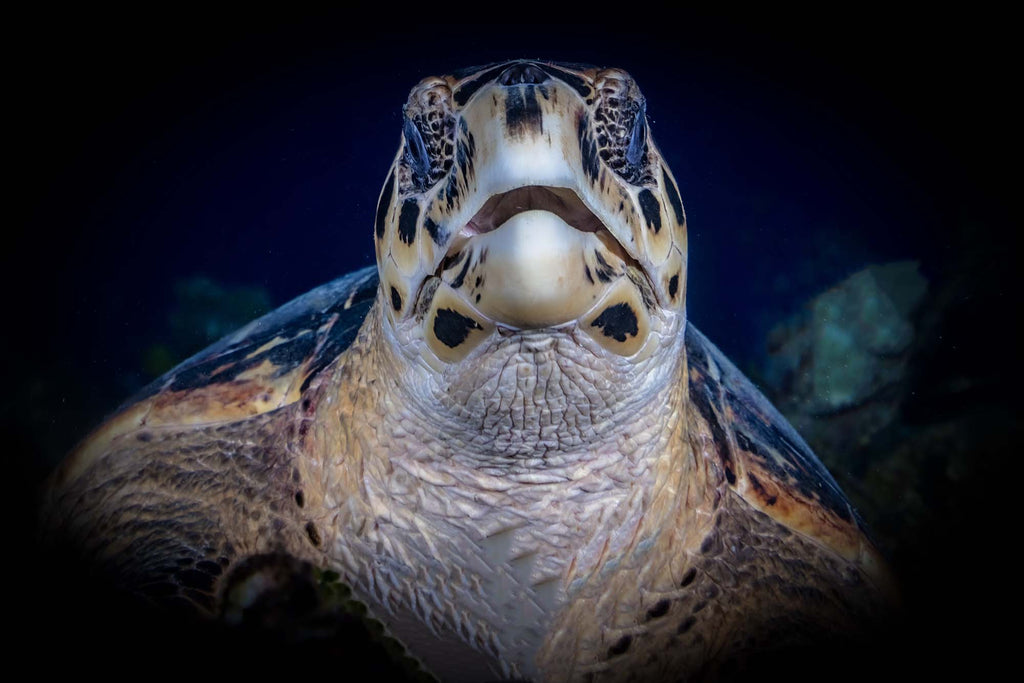 gary burns turtle image taken with ikelite underwater housing using the canon r5 camera