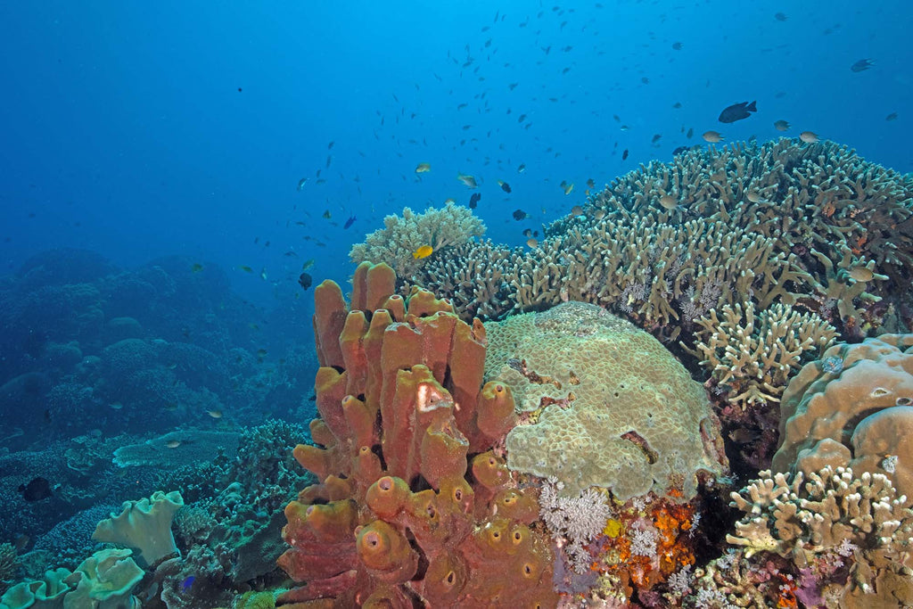 apo island coral gary williams ikelite underwater systems