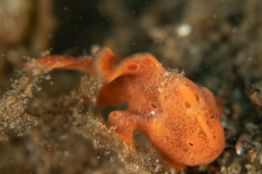 juvenile frogfish gary williams ikelite underwater systems