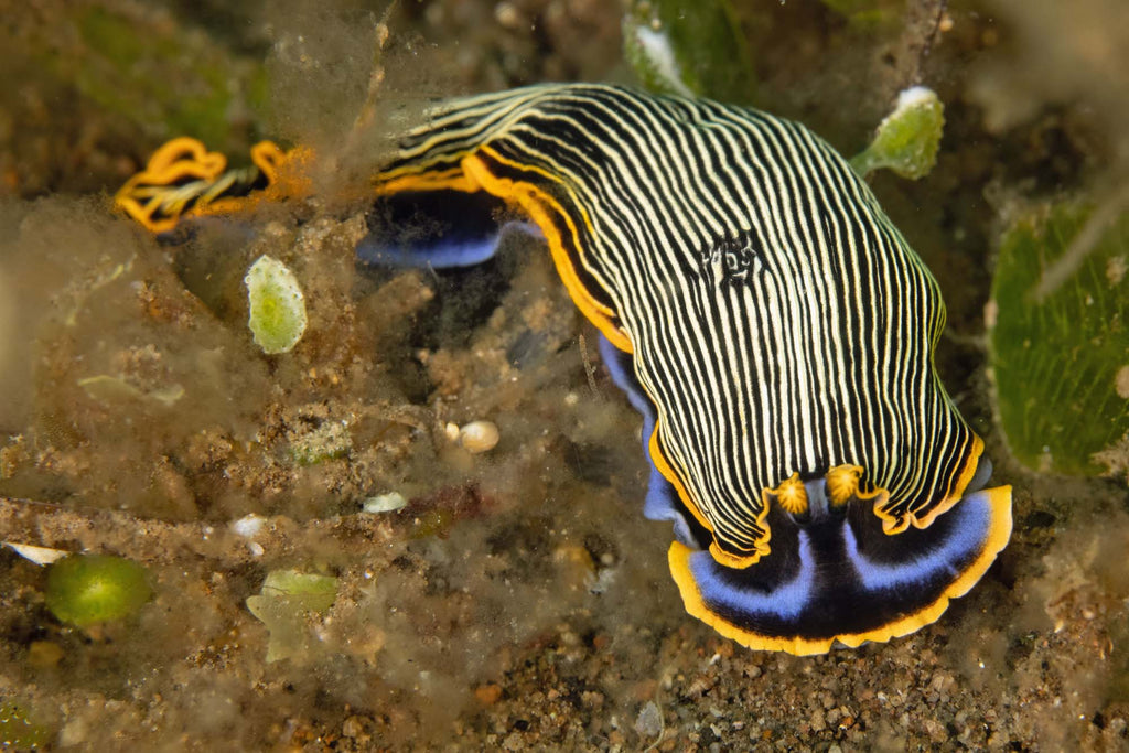 nudibranch gary williams taken with canon r5 inside an ikelite housing