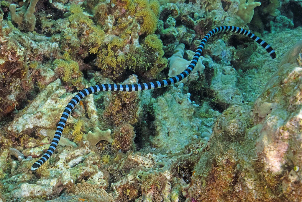 sea snake gary williams ikelite underwater systems
