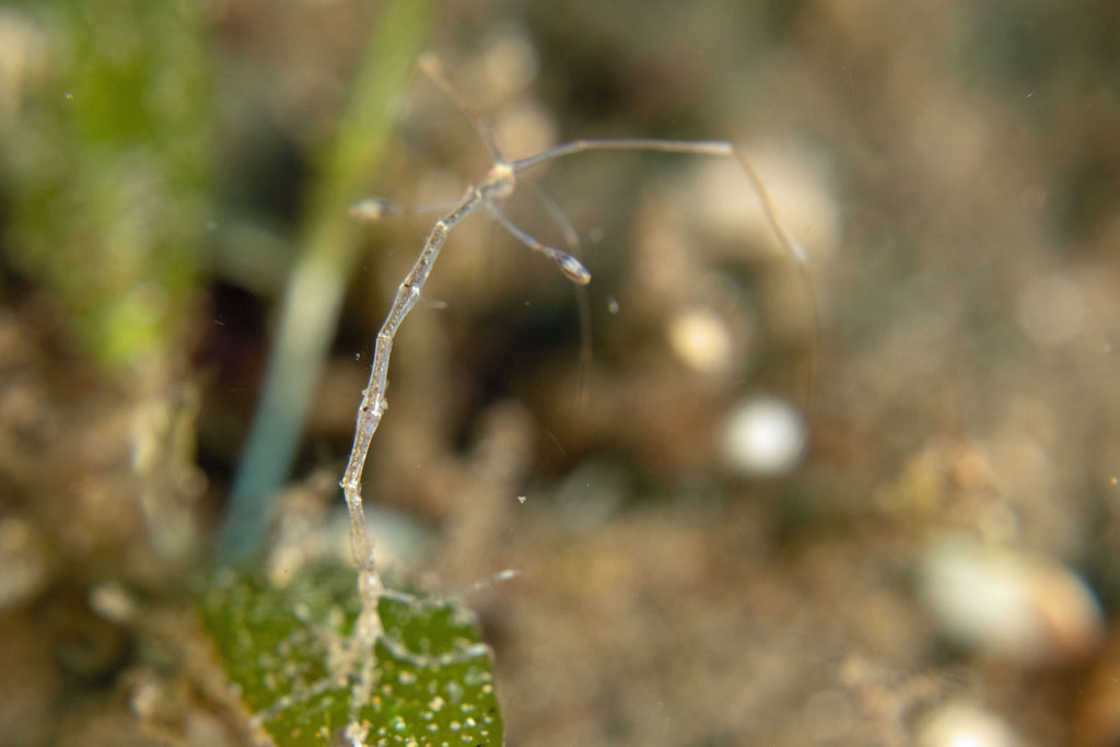 skeleton shrimp gary williams ikelite underwater systems