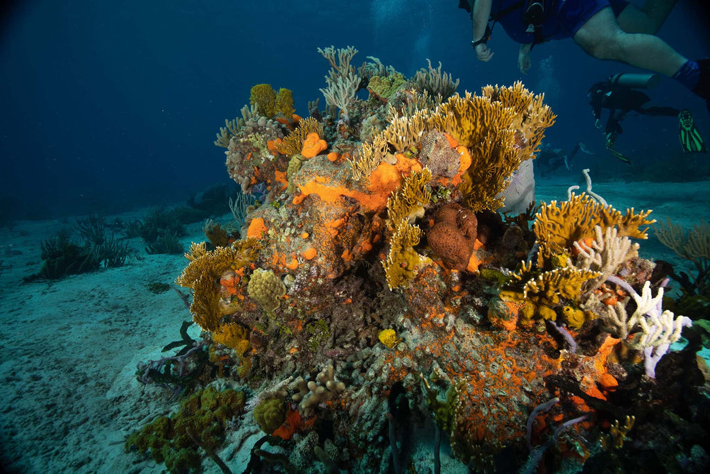 Conch cut drift taken by gary williams with a canon r5 inside an ikelite housing