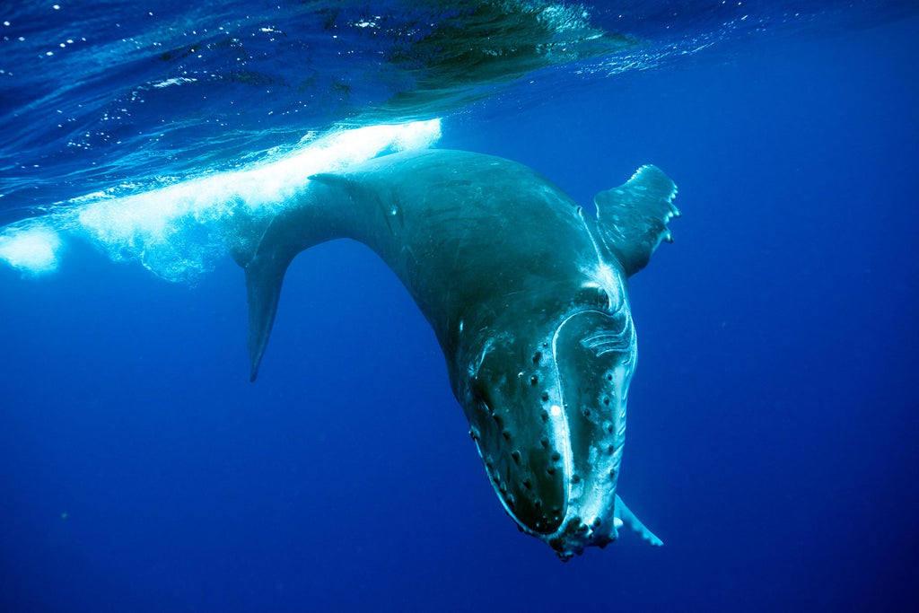 gary williams moorea whale taken with ikelite underwater housing