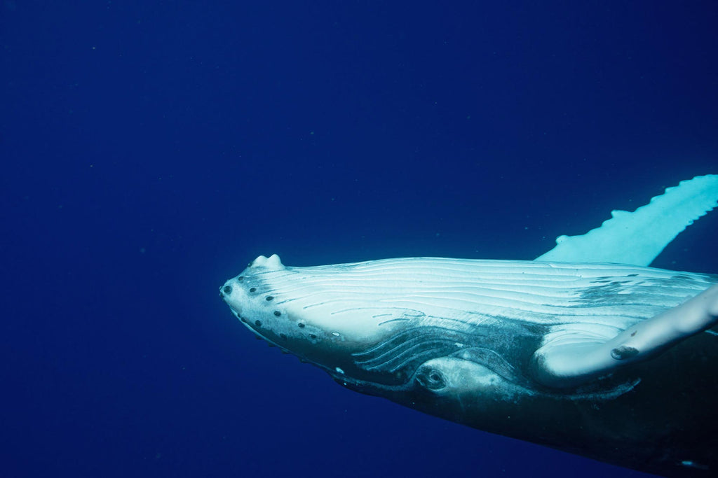 gary williams whale belly taken with ikelite underwater housing