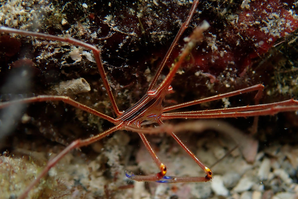 George Catanese Arrow Crab