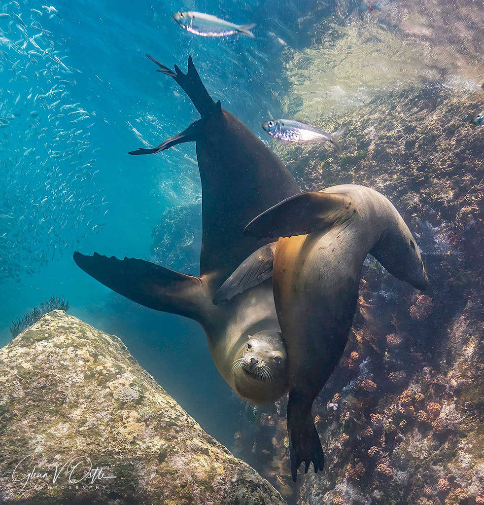 juvenile sea lions taken by glenn ostle with an ikelite underwater housing