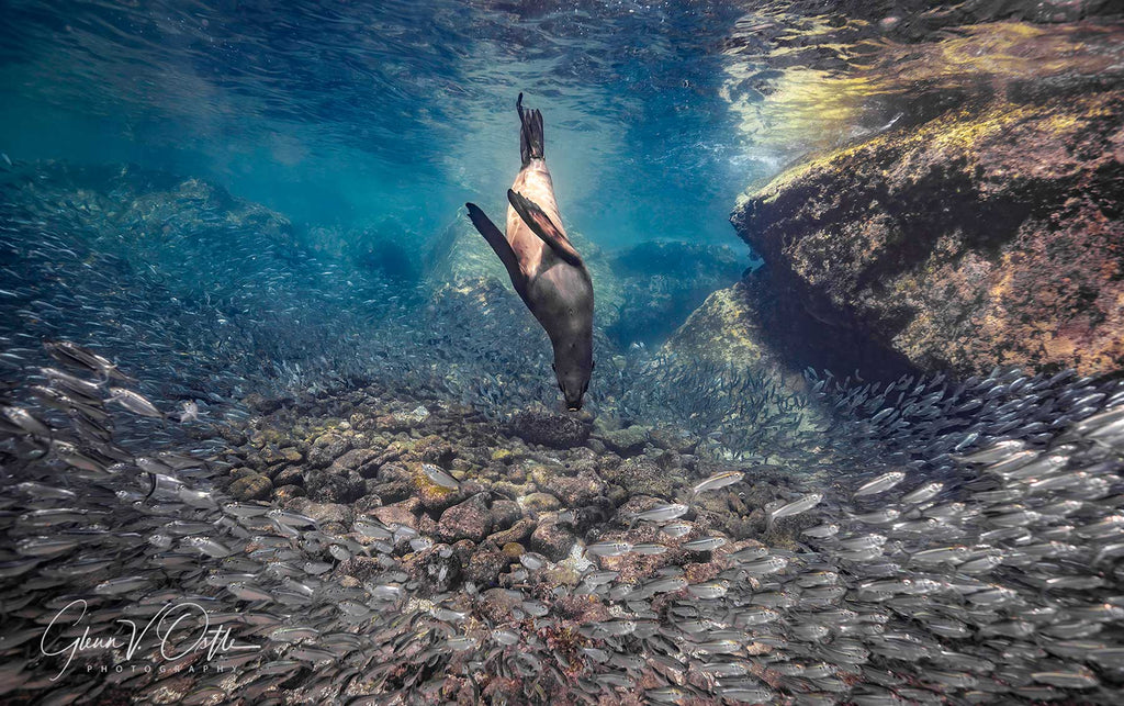 Glenn ostle sea lion image with school of fish taken with ikelite housing