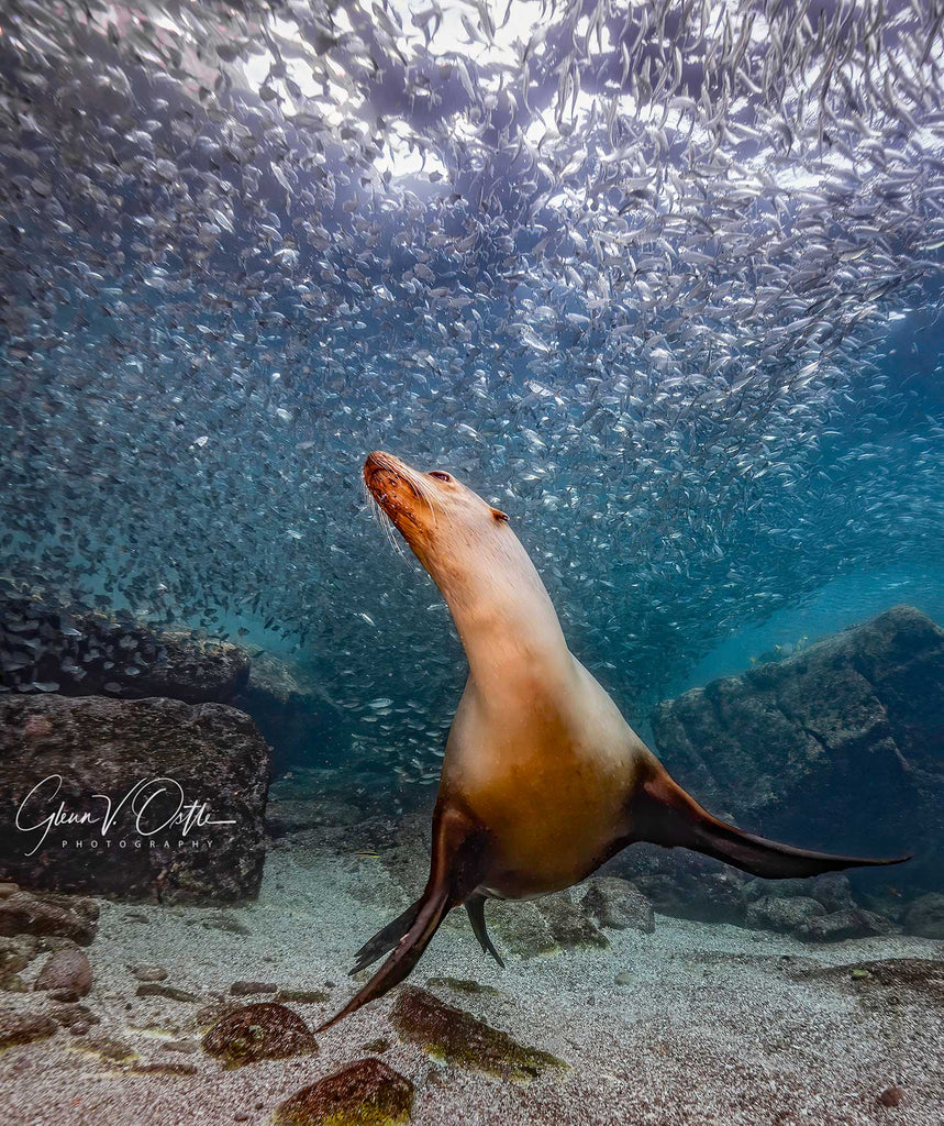 glenn ostle sea lion photo taken with ikelite underwater housing