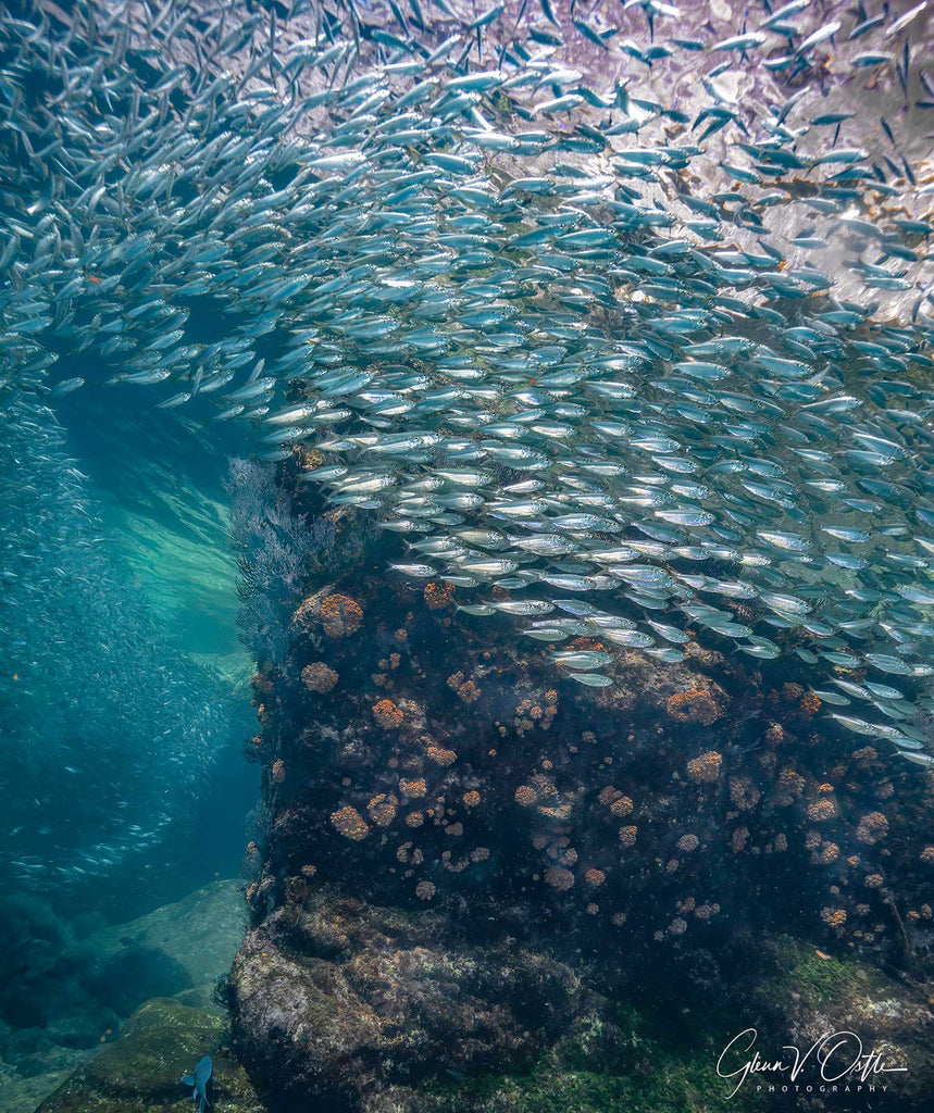 los islotes by glenn ostle taken with ikelite underwater camera housing