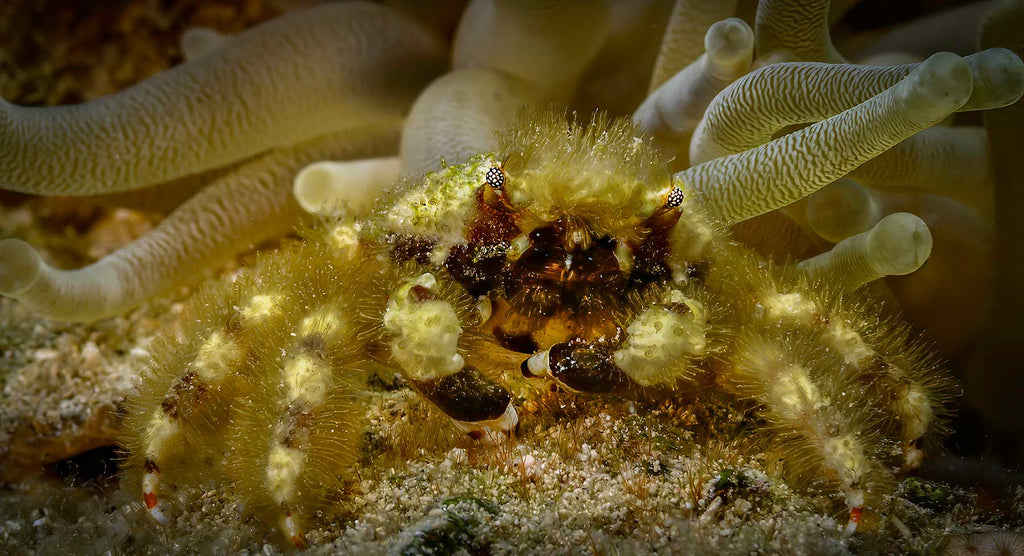 Banded Clinging Crab Fredricksted Pier St Croix Glenn Ostle Ikelite Housing