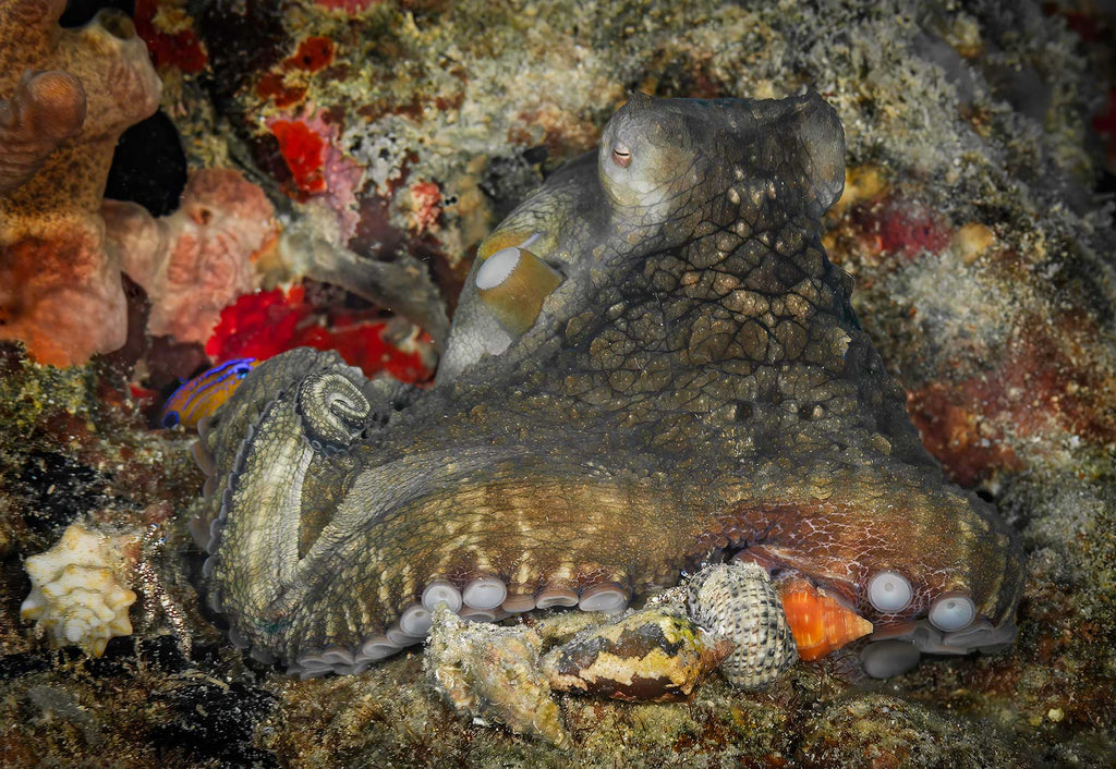 Octopus St Croix Copyright Glenn Ostle Ikelite Underwater Housing