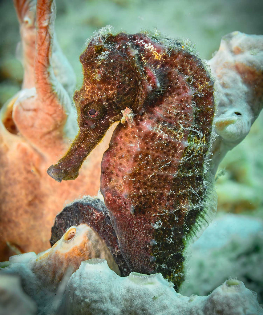 Seahorse St Croix Copyright Glenn Ostle Ikelite Underwater Housing