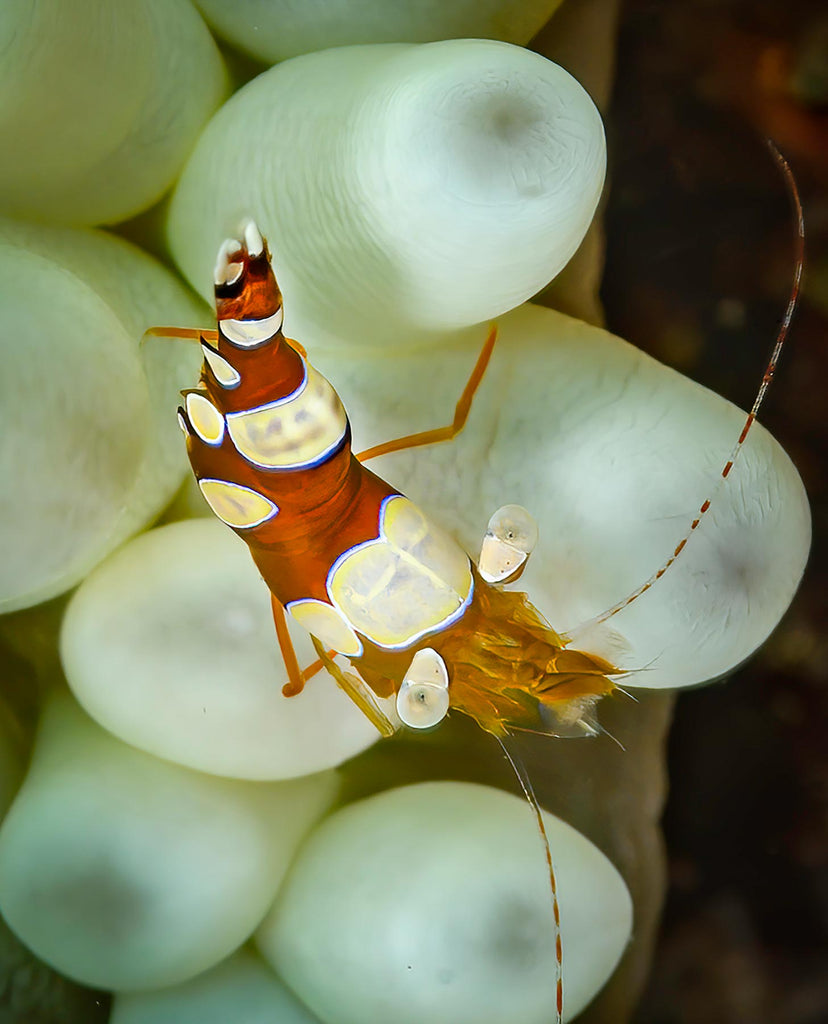 Shrimp St Croix Copyright Glenn Ostle Ikelite Underwater Housing