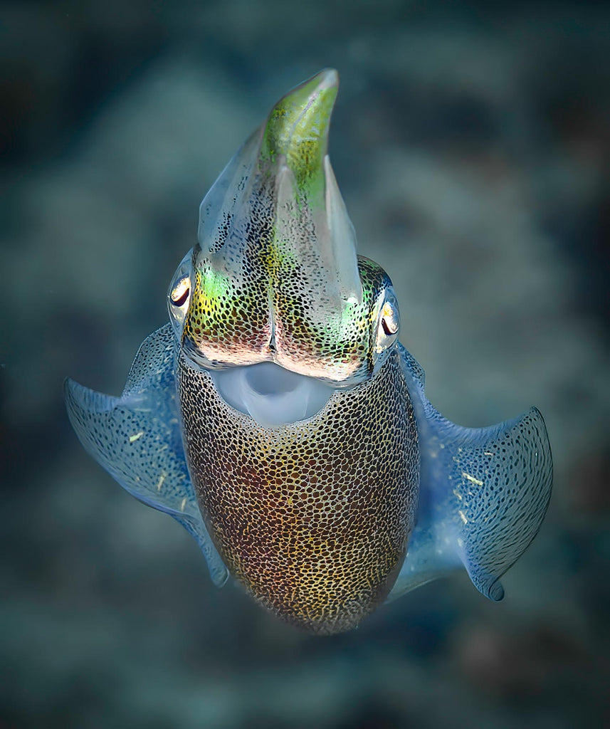 Reef Squid St Croix Copyright Glenn Ostle Ikelite Underwater Housing