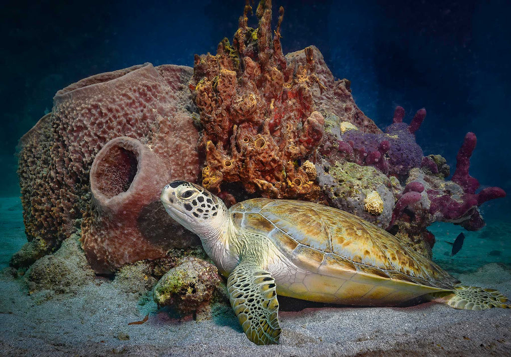 Turtle Under Pier St Croix Copyright Glenn Ostle Ikelite Underwater Housing