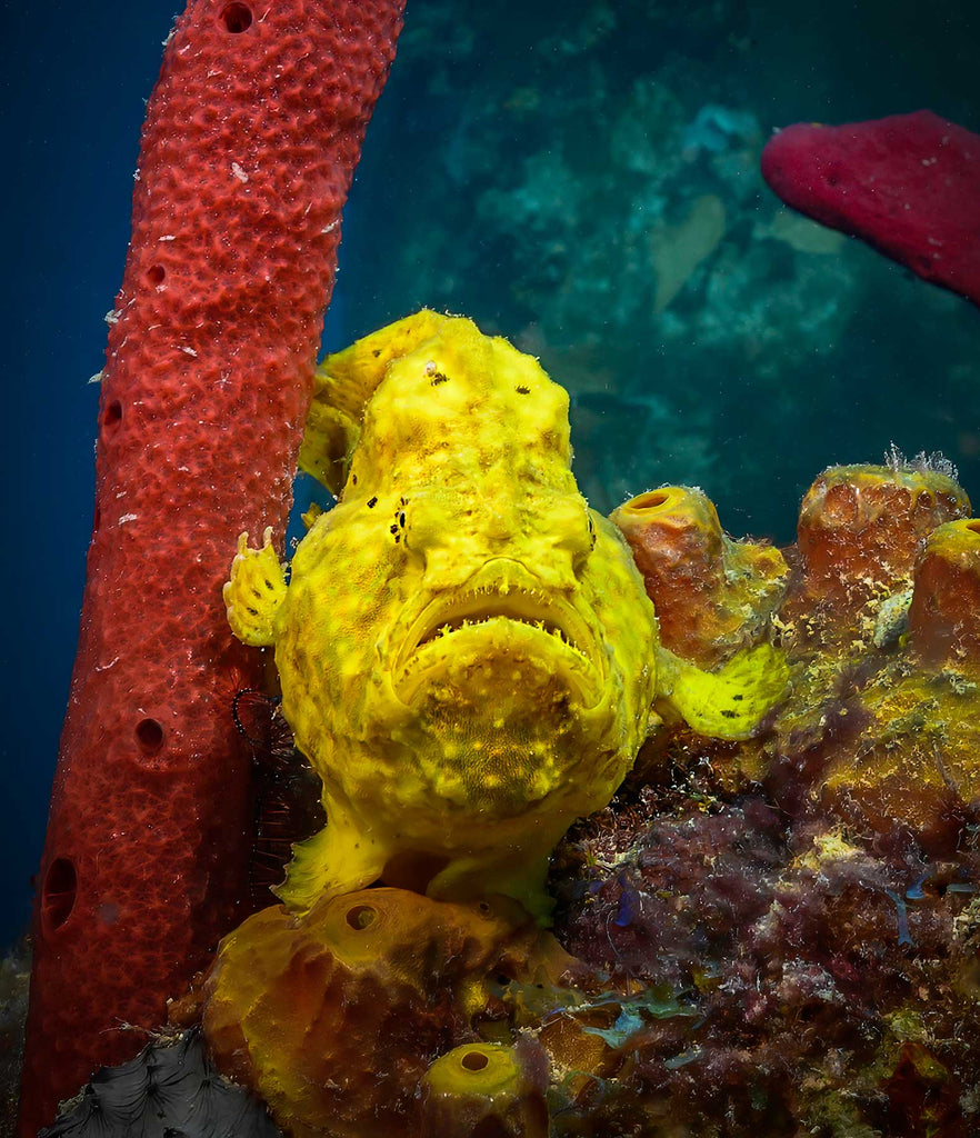 Yellow Frogfish St Croix Copyright Glenn Ostle Ikelite Underwater Housing