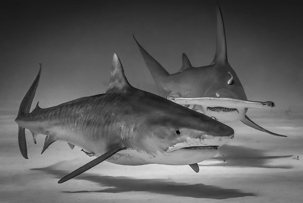 Tiger shark and Great Hammerhead copyright Glenn Ostle Ikelite Housing