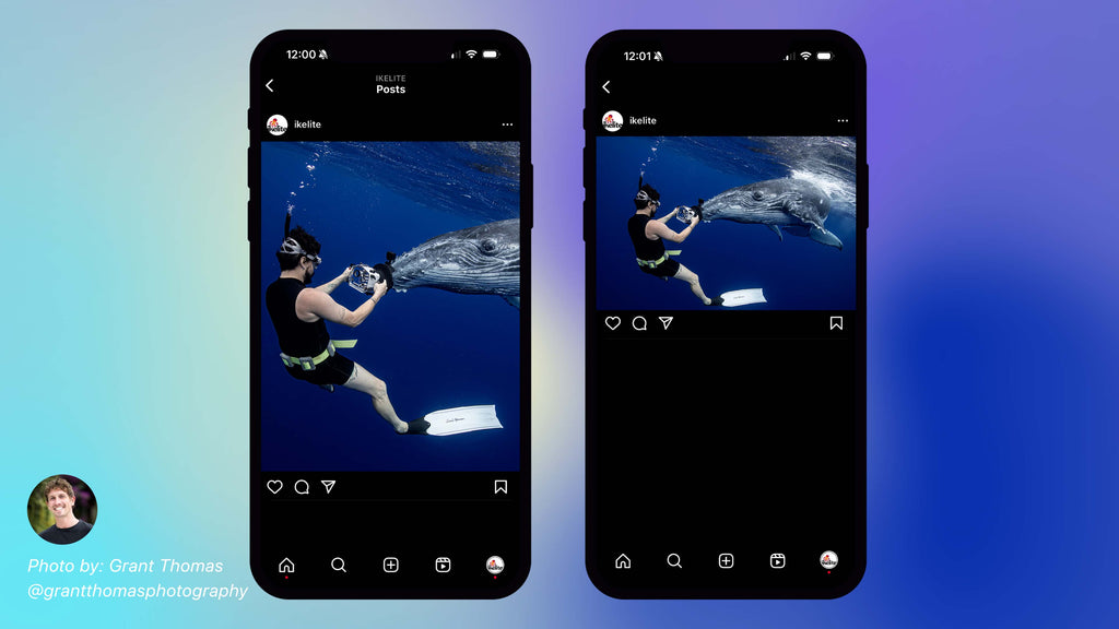 grant thomas image of a diver photographing a whale taken with ikelite underwater housing