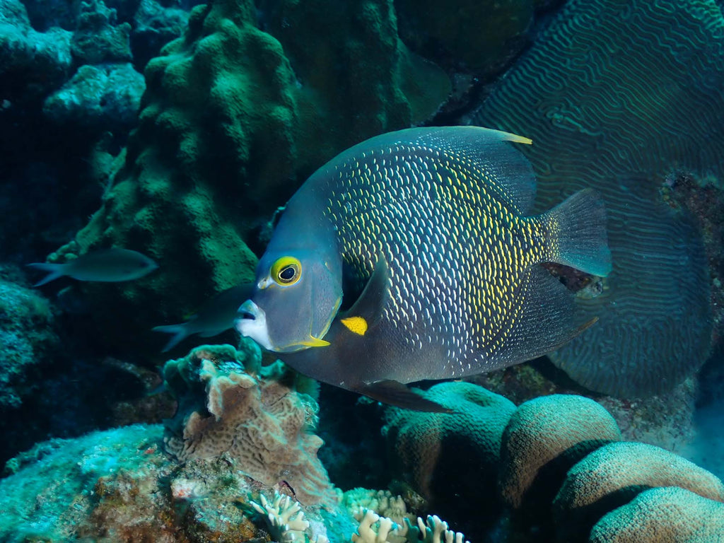 French Angelfish, Chachacha, Bonaire gregory haley taken with tg6 inside an ikelite housing