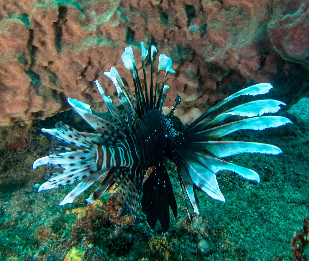 The hunter becomes the hunted" lionfish, Staircase divesite, St. Lucia gregory haley taken with olympus tg6 inside an ikelite housing