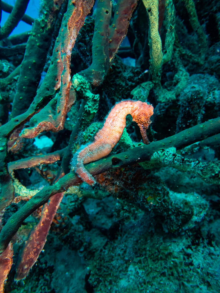 Longsnout Seahorse at Red Slave, Bonaire  gregory haley taken with olympus tg6 inside an ikelite housing