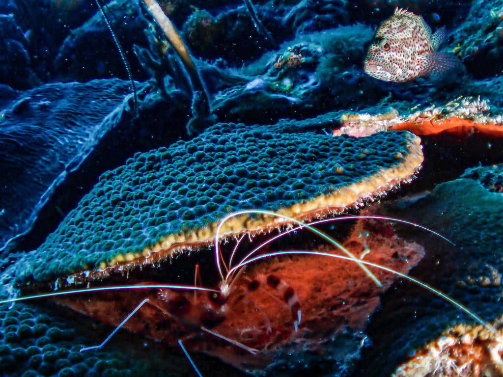 Banded coral shrimp and photobombing grouper, The Cliff, Bonaire gregory haley taken with tg6 inside an ikelite housing