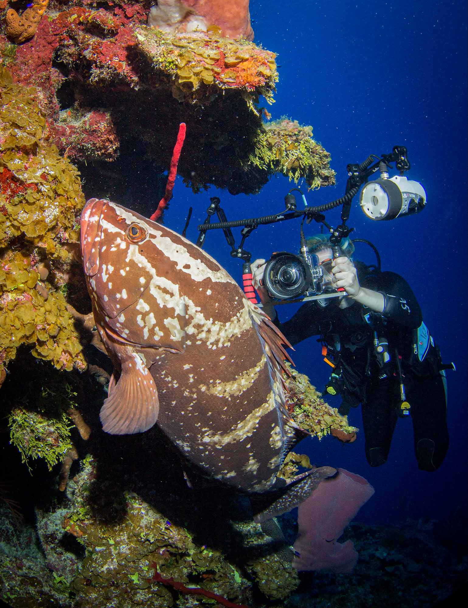 Large nassau grouper off Little Cayman copyright Ikelite Underwater Systems Steve Miller