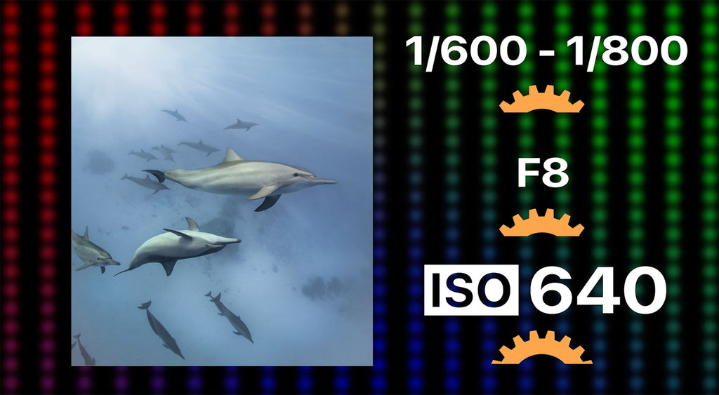 Example ISO settings dolphin photography underwater