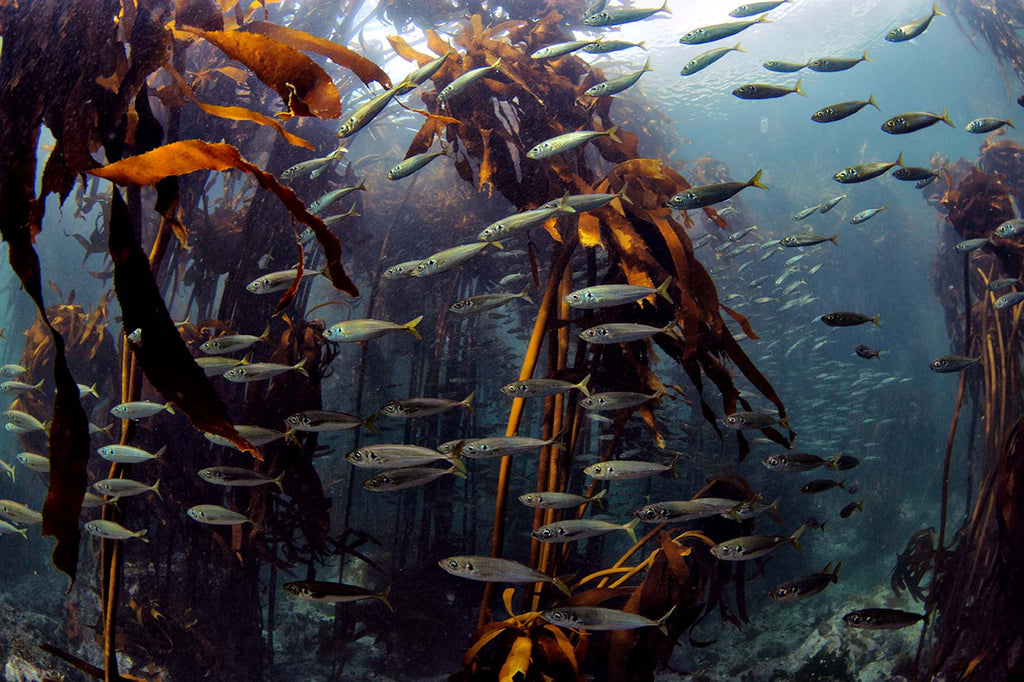 kelp south africa by jacques de vos taken with ikelite housing 