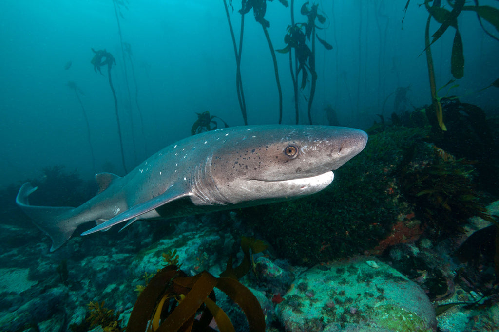 shark by jacques de vos 