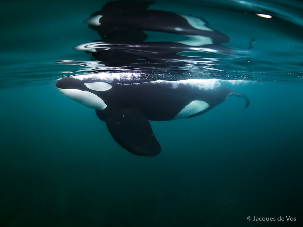 jacques de vos image of an orca taken with ikelite underwater housing