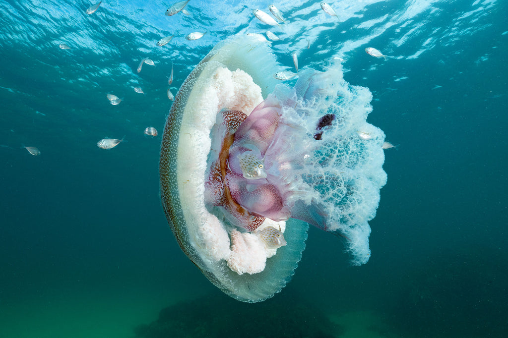 brown jellyfish taken by jason milligan using a nikon camera inside an ikelite underwater housing