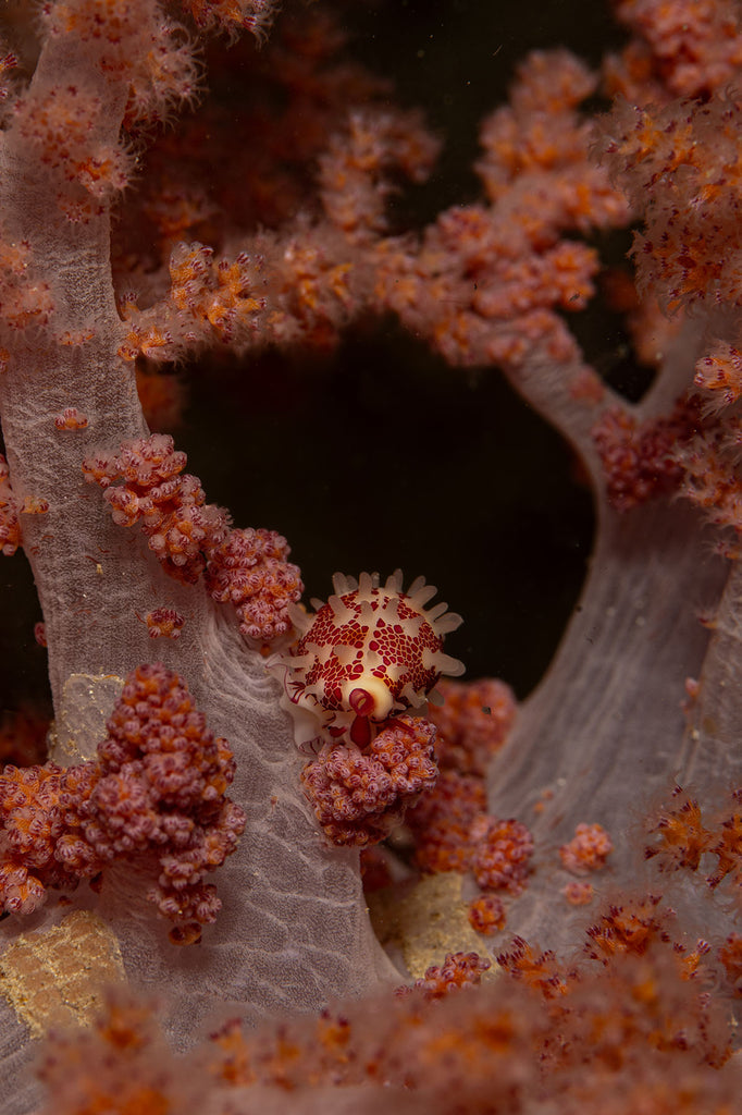 false cowrie taken by jason milligan taken with nikon camera inside an ikelite underwater housing