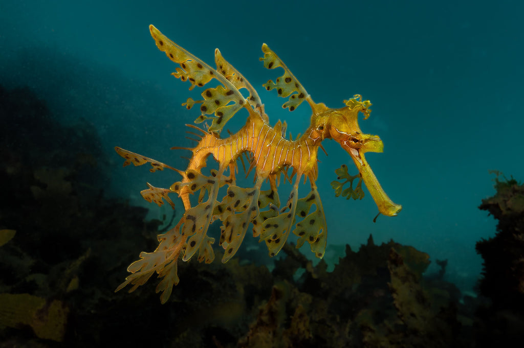 leafy sea dragon taken by jason milligan with a nikon camera inside an ikelite underwater housing