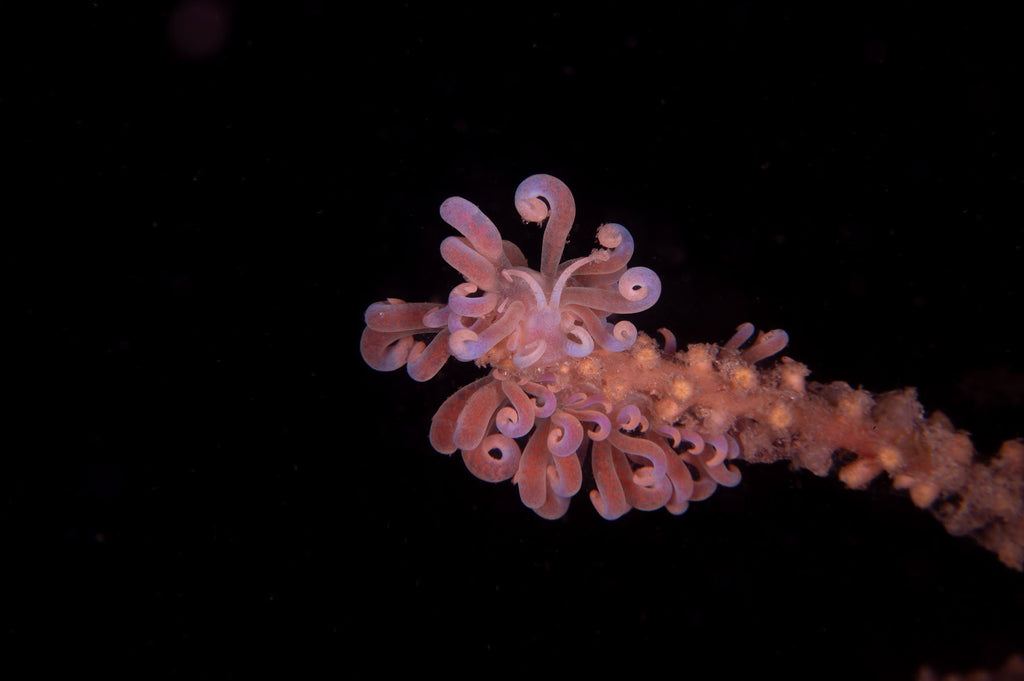 spun of light nudibranch taken by jason milligan with a nikon camera inside an ikelite underwater housing