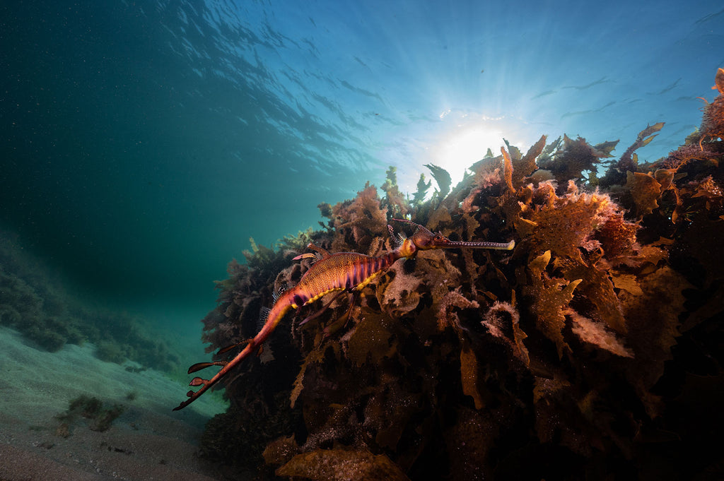 weedy seadragon taken by jason milligan inside an ikelite underwater housing