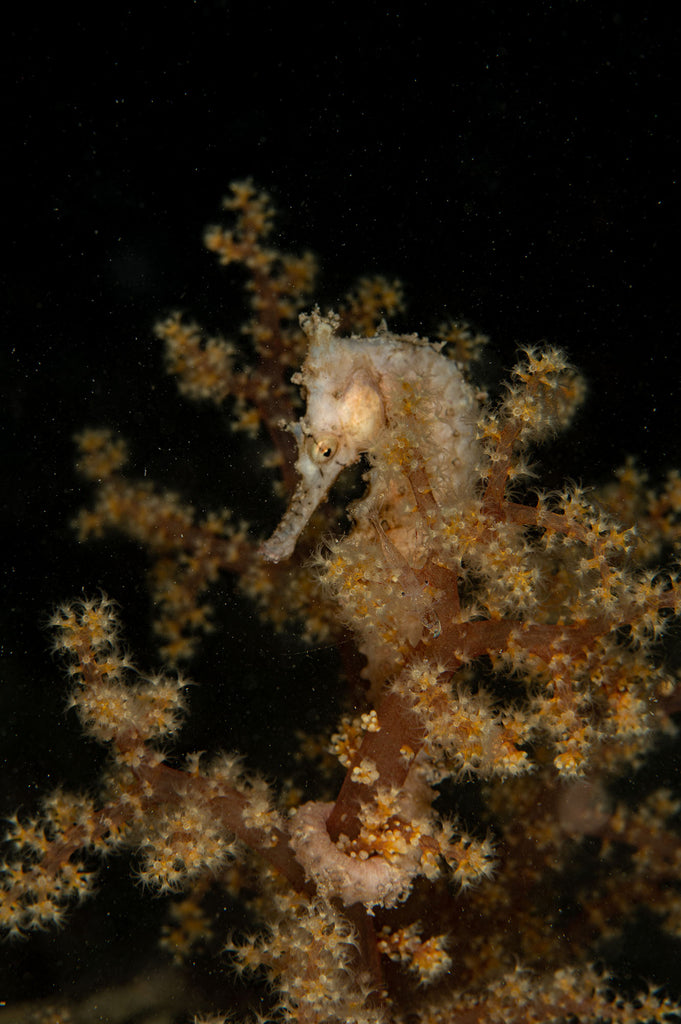 western australian seahorse taken with nikon camera inside an ikelite underwater housing by jason milligan