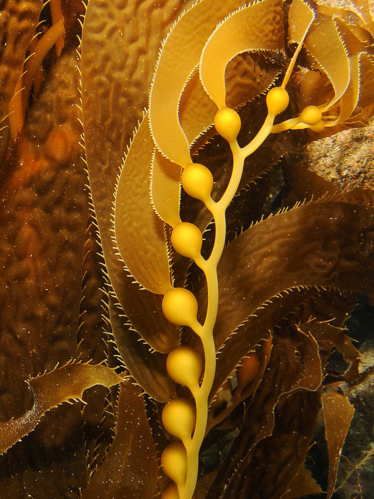 macro close up of kelp forest by jean rydberg
