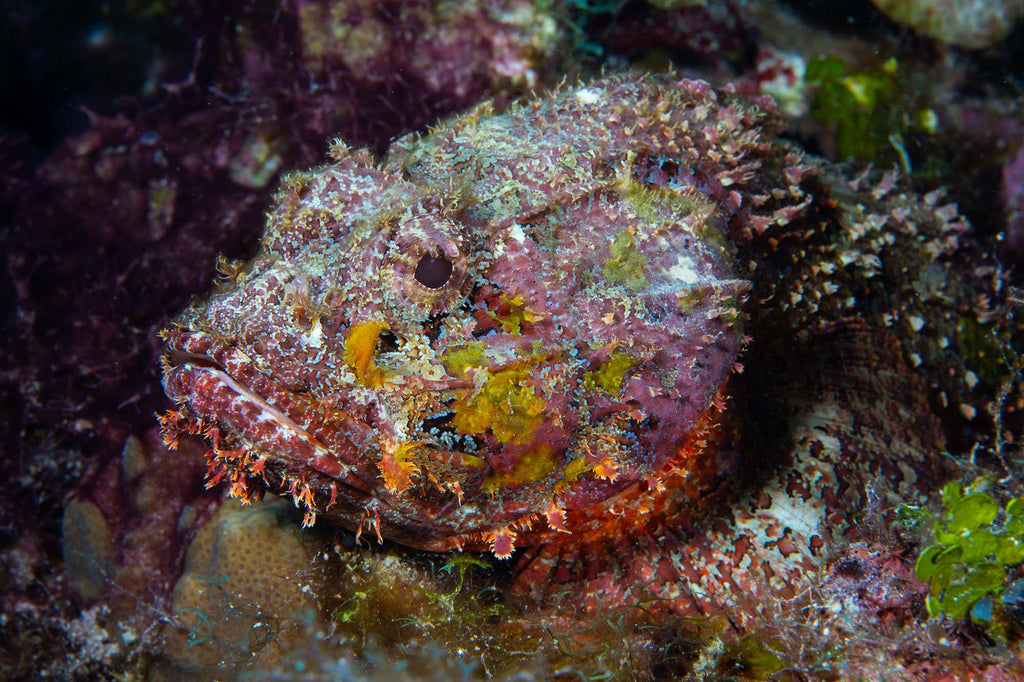 jean rydberg sony 90mm macro lens on the sony a7c ii inside an ikelite underwater housing