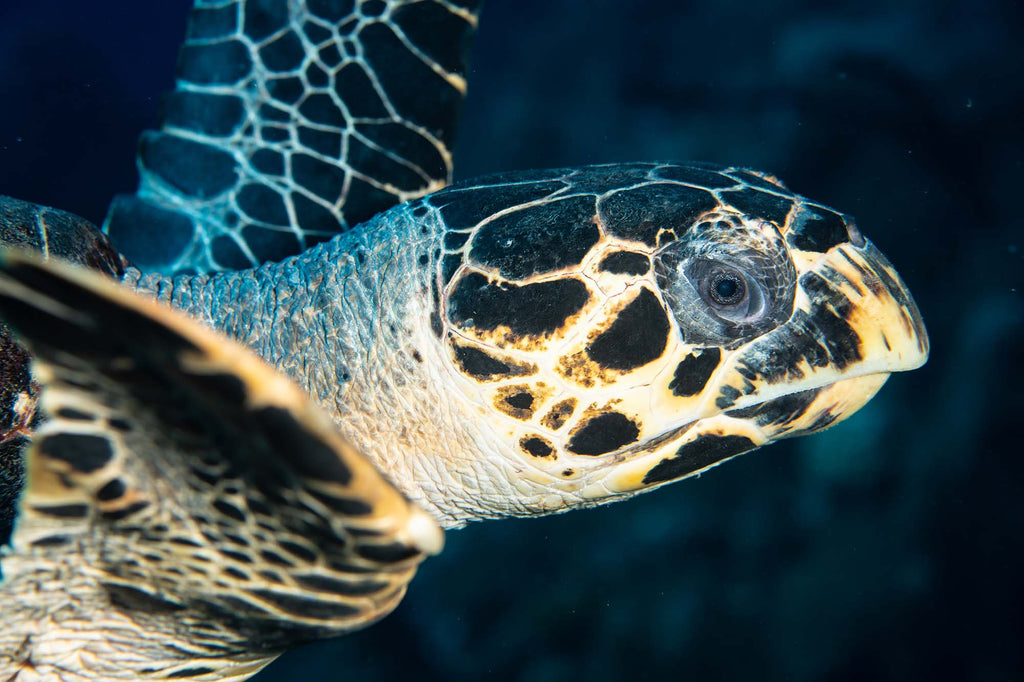 jean rydberg sony 90mm macro lens on the sony a7c ii inside an ikelite underwater housing