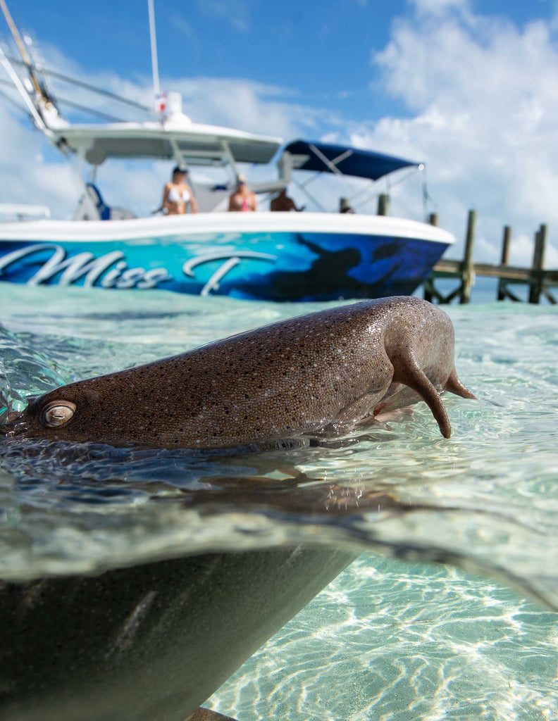 Jillian Morris-Brake 🦈🇧🇸💙 on Instagram: Shark Smile #greathammerhead  #hammerhead #sharkdive #bimini #itsbetterinthebahamas #sharks #sharkdiving  #bahamassharks #savesharks #underwaterphotography #underwaterphoto #uwphoto  #freediving